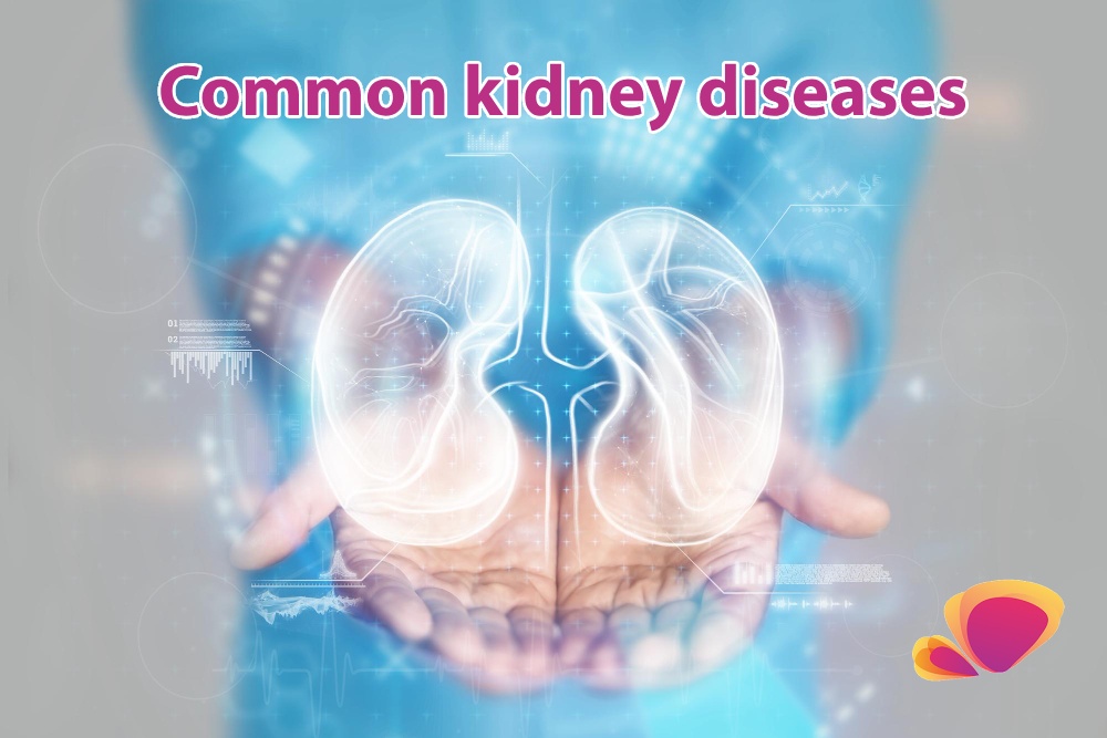 Understanding Kidney Function and Nephrology